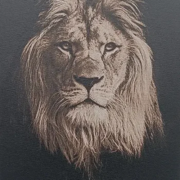 Portrait de Lion