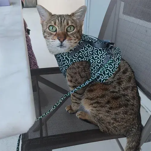 Photo originale de notre chat avant transformation en gravure laser personnalisée sur carrelage.